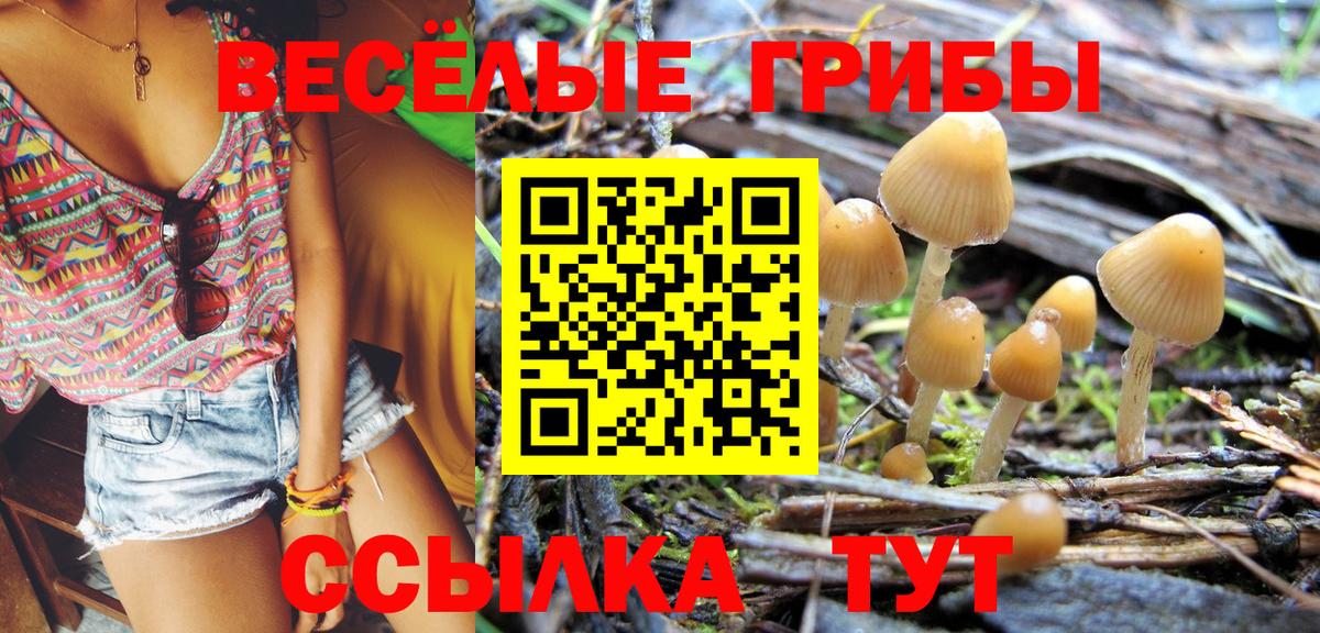 Псилоцибиновые грибы Psilocybe Кизилюрт